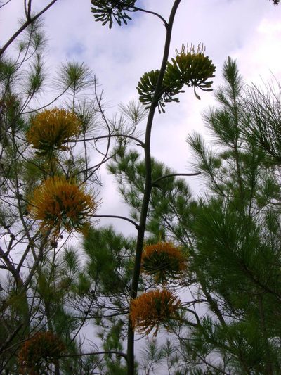 Agave intermixta, photographed by Paul Prior