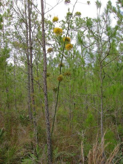 Agave intermixta, photographed by Paul Prior
