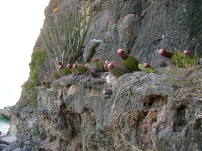 Melocactus pedernalensis, photographed by Paul Prior