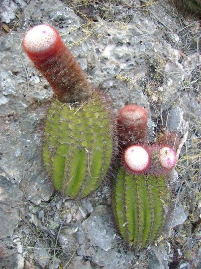 Melocactus pedernalensis, photographed by Paul Prior