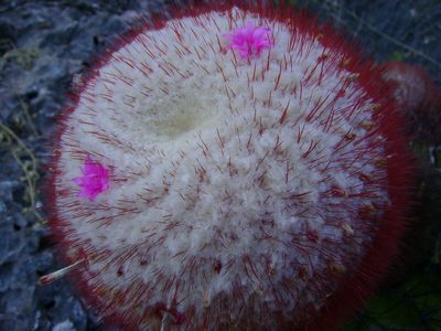 Melocactus pedernalensis, photographed by Paul Prior