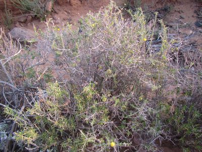 Pentzia spinescens, photographed by douglaseustonbrown
