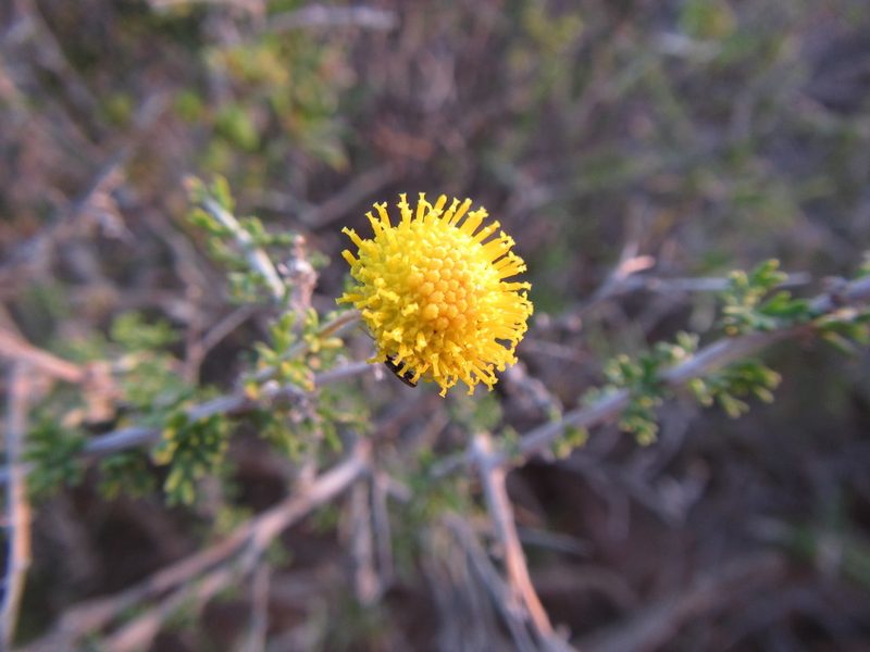 Pentzia spinescens, photographed by douglaseustonbrown
