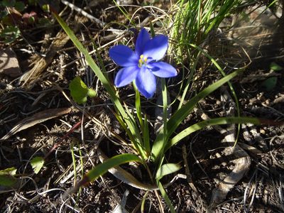 Aristea pusilla, photographed by Shaun Swanepoel