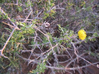 Pentzia spinescens, photographed by douglaseustonbrown