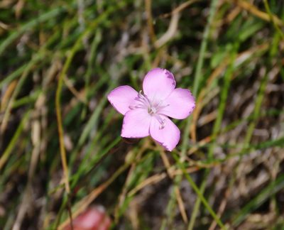 Dianthus brachycalyx, photographed by Emanuele Santarelli