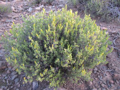 Pteronia empetrifolia, photographed by douglaseustonbrown