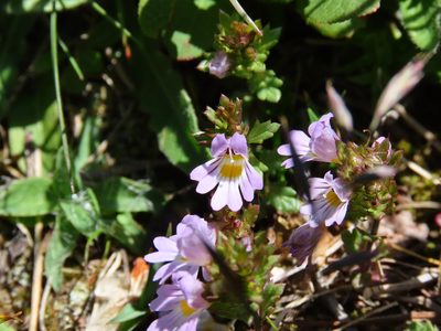 Euphrasia liburnica, photographed by Emanuele Santarelli