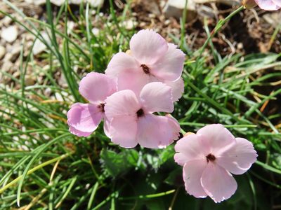 Dianthus brachycalyx, photographed by Emanuele Santarelli