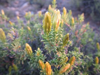 Pteronia empetrifolia, photographed by douglaseustonbrown