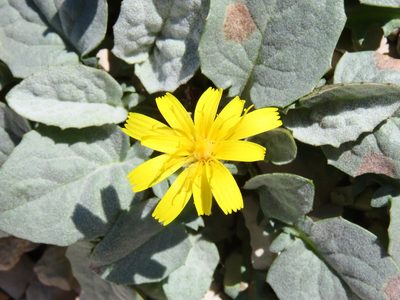Crepis pygmaea, photographed by Emanuele Santarelli