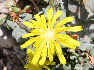 Crepis pygmaea, photographed by Emanuele Santarelli