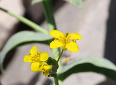 Isatis apennina, photographed by Emanuele Santarelli