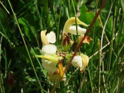 Pedicularis tuberosa, photographed by Emanuele Santarelli