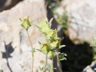Potentilla apennina, photographed by Emanuele Santarelli