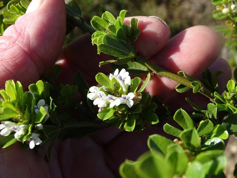 Psoralea prodiens, photographed by Shaun Swanepoel