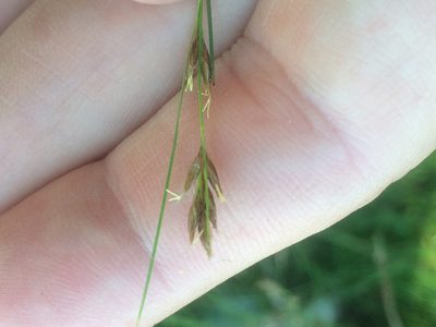Rhynchospora capillacea, photographed by Derek