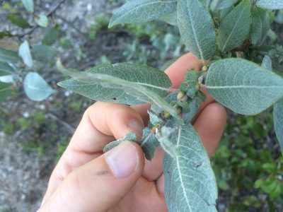 Salix cordata, photographed by Derek
