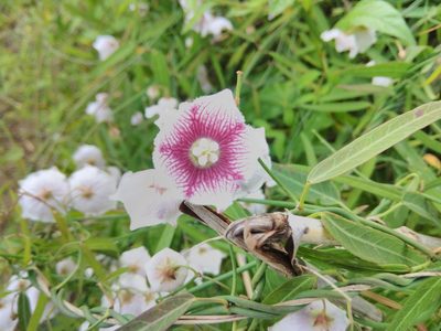 Oxystelma esculentum, photographed by Manoj Karingamadathil
