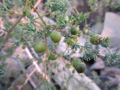 Asparagus fasciculatus, photographed by douglaseustonbrown