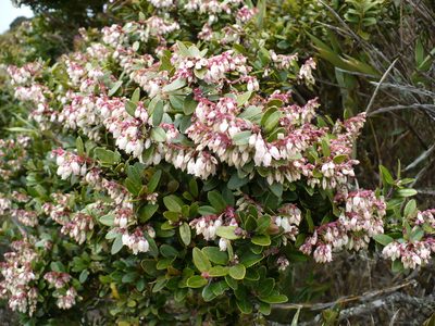 Vaccinium consanguineum, photographed by Paul Prior