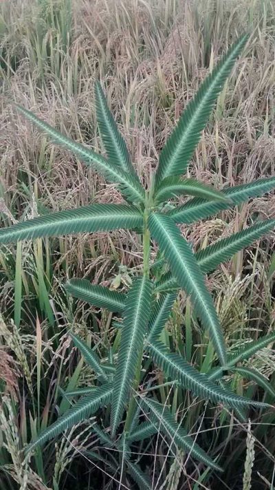 Aeschynomene aspera, photographed by Manoj Karingamadathil