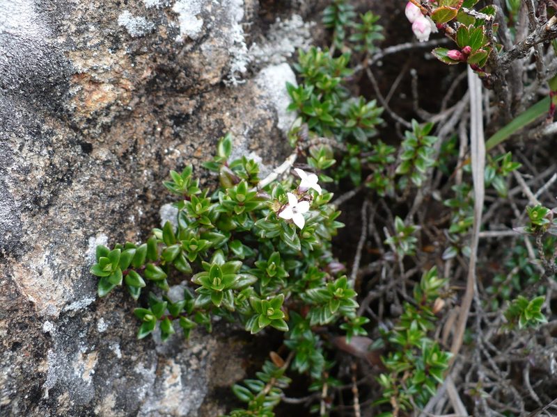 Arcytophyllum lavarum, photographed by Paul Prior