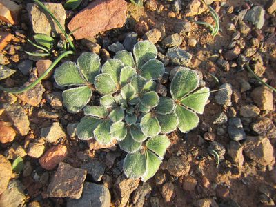 Oxalis melanosticta, photographed by douglaseustonbrown