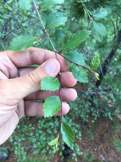 Betula microphylla, photographed by Rose Zappa