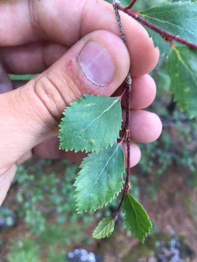 Betula microphylla, photographed by Rose Zappa