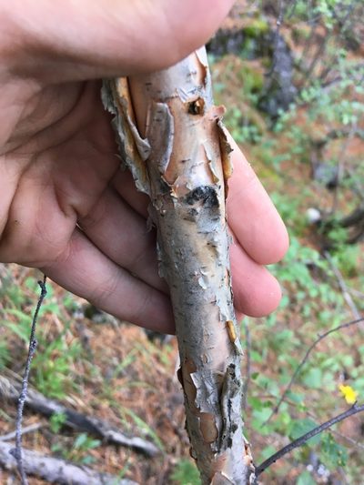 Betula microphylla, photographed by Rose Zappa