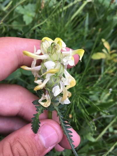 Pedicularis compacta, photographed by Rose Zappa