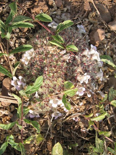 Lepidagathis cristata, photographed by P Jeganathan