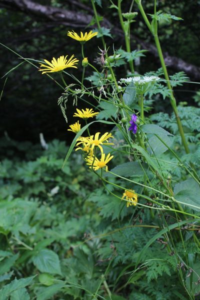 Doronicum macrophyllum, photographed by Dmitriy Bochkov