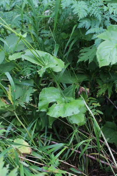 Doronicum macrophyllum, photographed by Dmitriy Bochkov