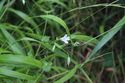 Cerastium davuricum, photographed by Dmitriy Bochkov