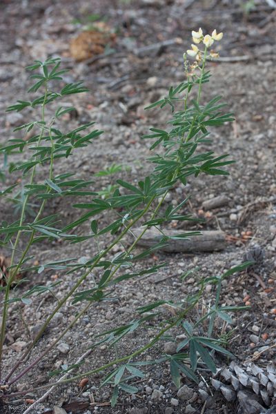 Lupinus angustiflorus, photographed by Ken-ichi Ueda