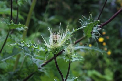 Cirsium obvallatum, photographed by Dmitriy Bochkov