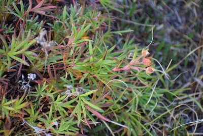 Potentilla biflora, photographed by Syd Cannings