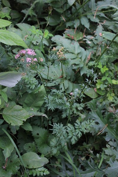 Pimpinella rhodantha, photographed by Dmitriy Bochkov