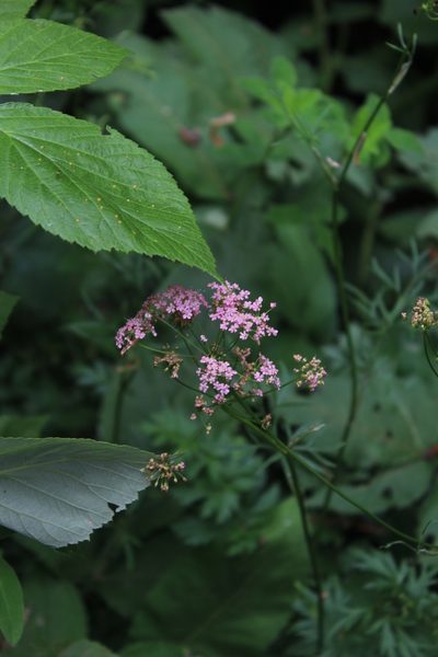 Pimpinella rhodantha, photographed by Dmitriy Bochkov