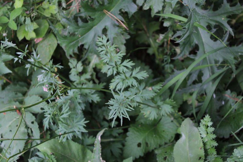 Pimpinella rhodantha, photographed by Dmitriy Bochkov