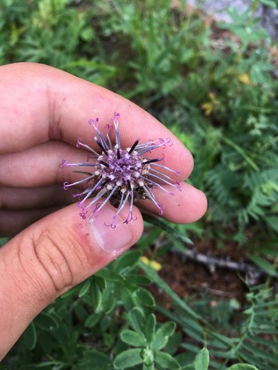 Saussurea schanginiana, photographed by Rose Zappa