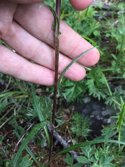 Saussurea schanginiana, photographed by Rose Zappa