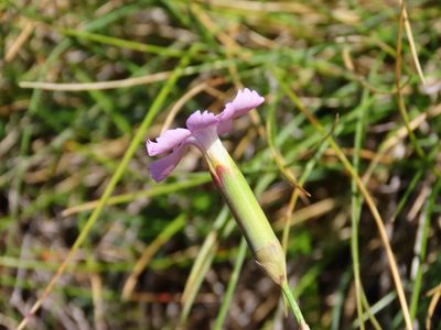 Dianthus brachycalyx, photographed by Emanuele Santarelli
