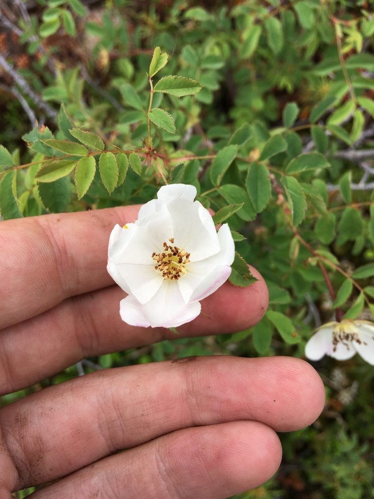 Rosa oxyacantha, photographed by Rose Zappa