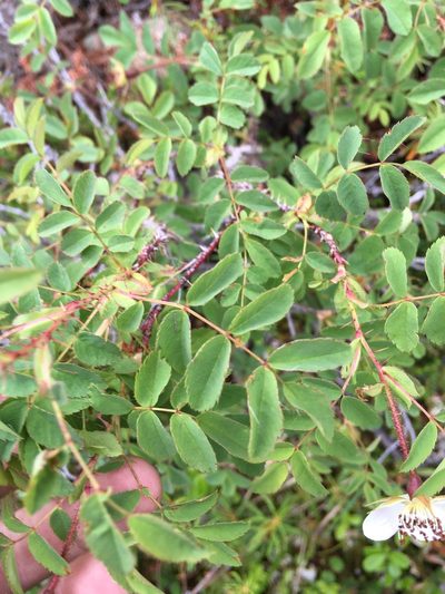 Rosa oxyacantha, photographed by Rose Zappa