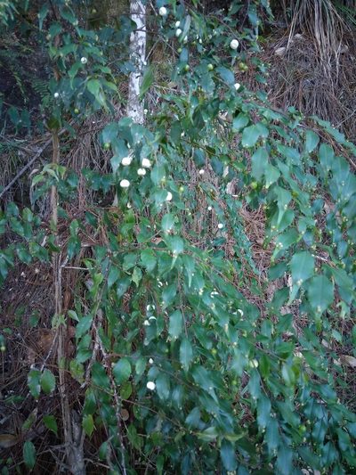 Phyllonoma laticuspis, photographed by alejandrozab