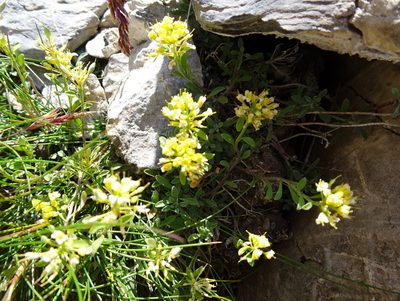 Odontarrhena alpestris, photographed by Thomas Koffel