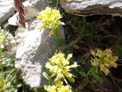 Odontarrhena alpestris, photographed by Thomas Koffel